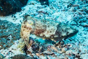 Broadclub Cuttlefish