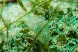 Broadclub Cuttlefish