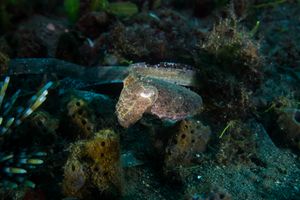Broadclub Cuttlefish