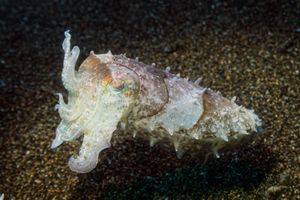 Broadclub Cuttlefish