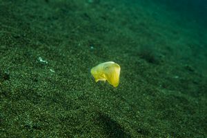 Broadclub Cuttlefish