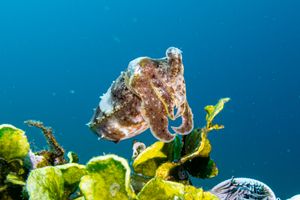 Broadclub Cuttlefish