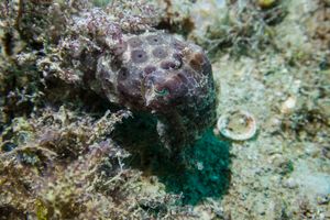 Broadclub Cuttlefish