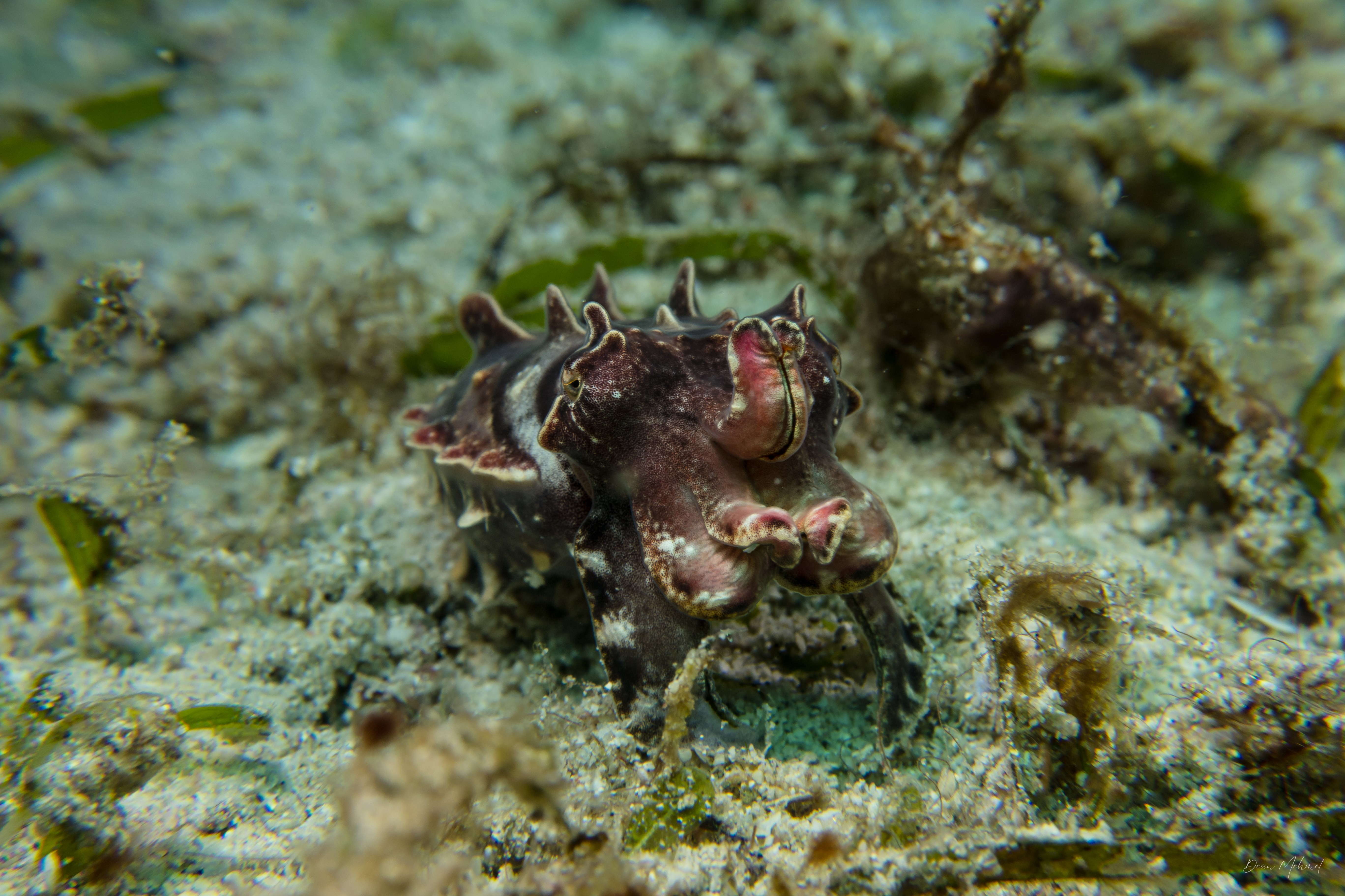 Flamboyant Cuttlefish
