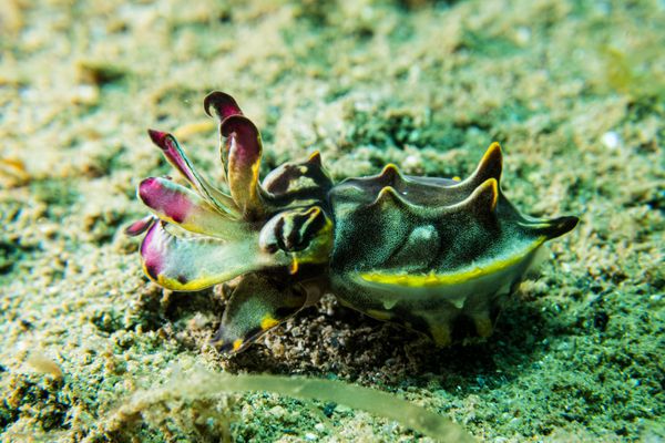 Flamboyant Cuttlefish