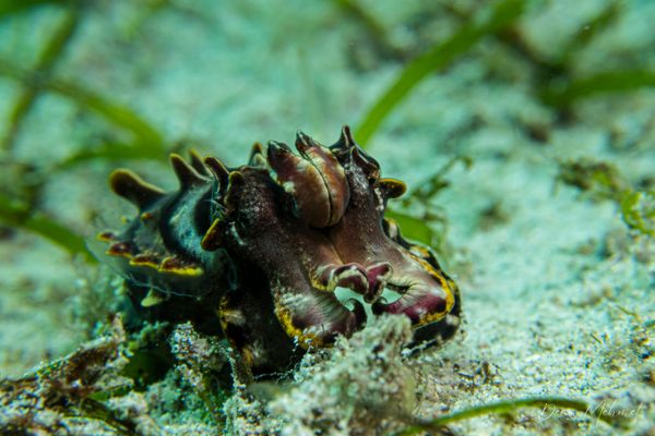 Flamboyant Cuttlefish