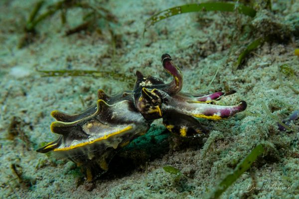 Flamboyant Cuttlefish