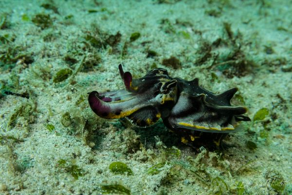 Flamboyant Cuttlefish