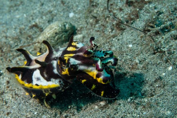 Flamboyant Cuttlefish