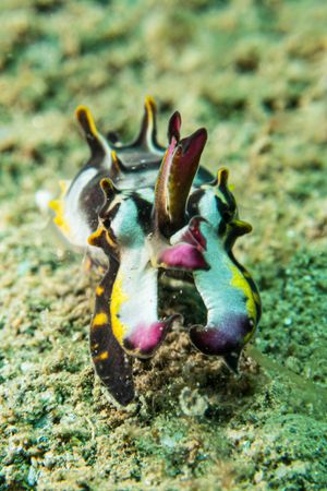 Flamboyant Cuttlefish