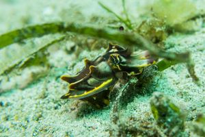 Flamboyant Cuttlefish