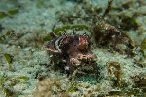 Flamboyant Cuttlefish