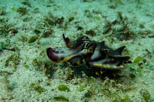 Flamboyant Cuttlefish