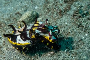 Flamboyant Cuttlefish