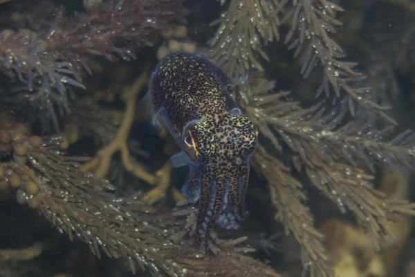 Southern Bobtail - Edithburgh Jetty / Jun 26, 2023