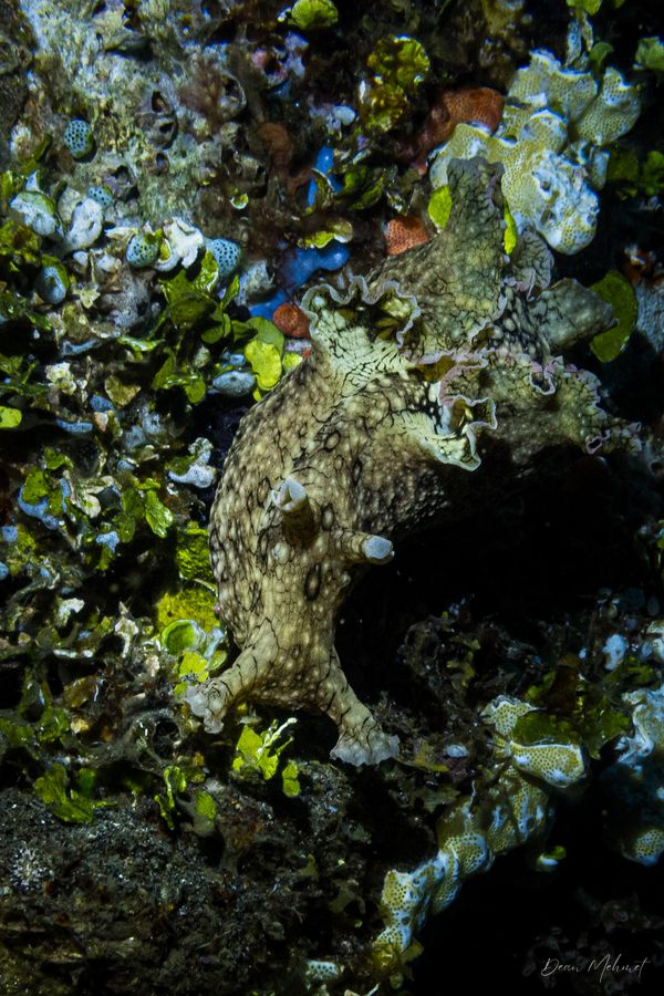 White-speckled Seahare