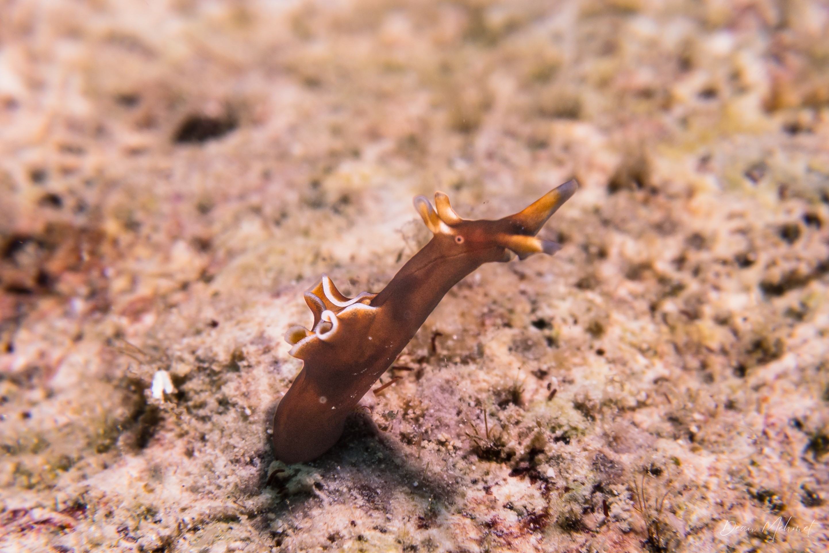 Aplysia nigrocincta