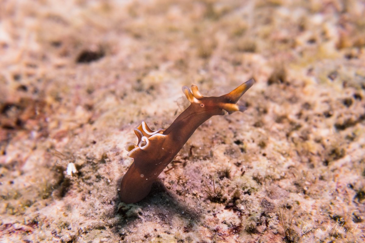 Aplysia nigrocincta