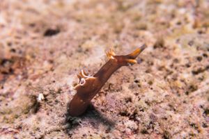 Aplysia nigrocincta