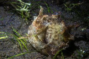 Gastropods representative species