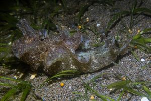 Reticulated sea hare