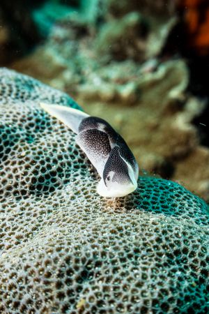 Bubble Snails and Allies representative species