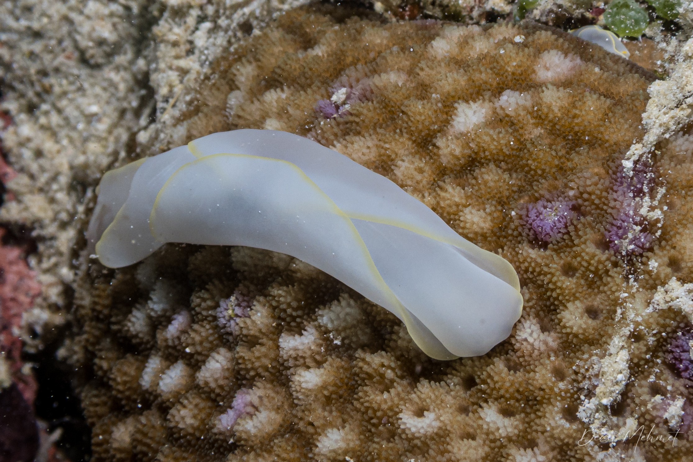 Chelidonura electra
