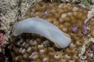 Chelidonura electra