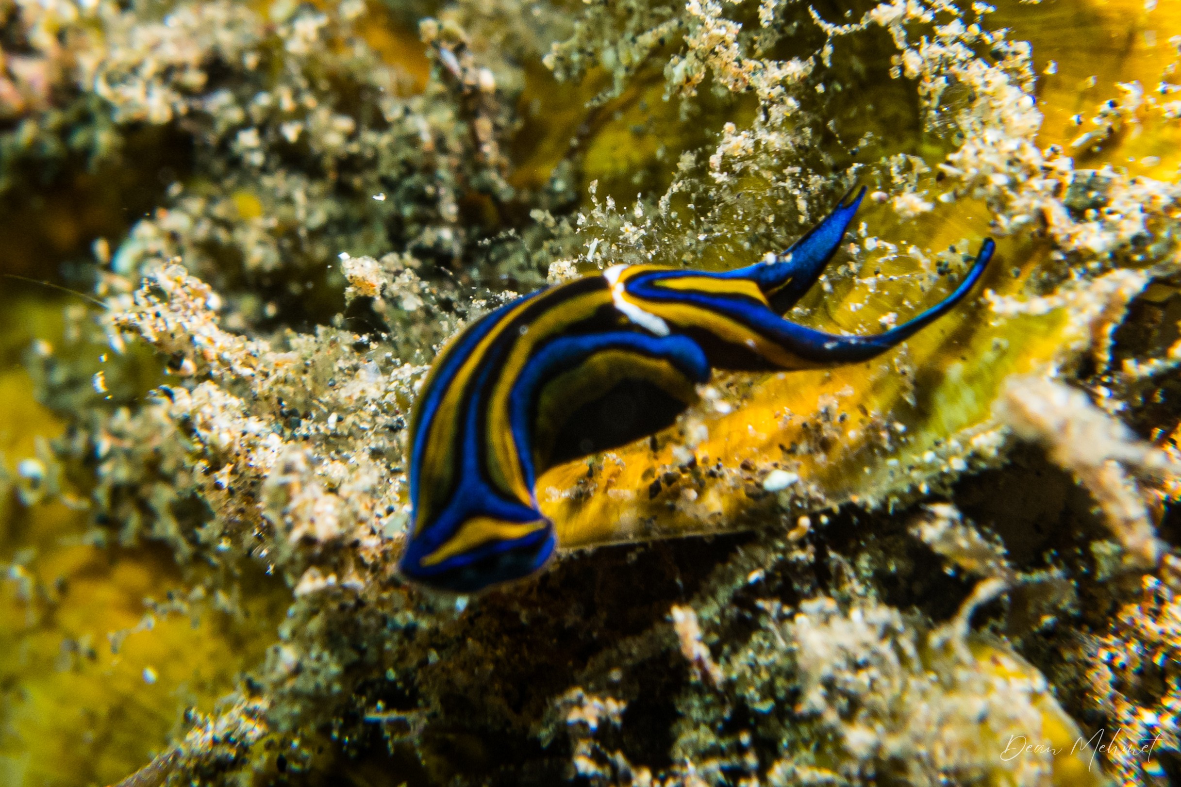 Swallowtail Headshield Slug