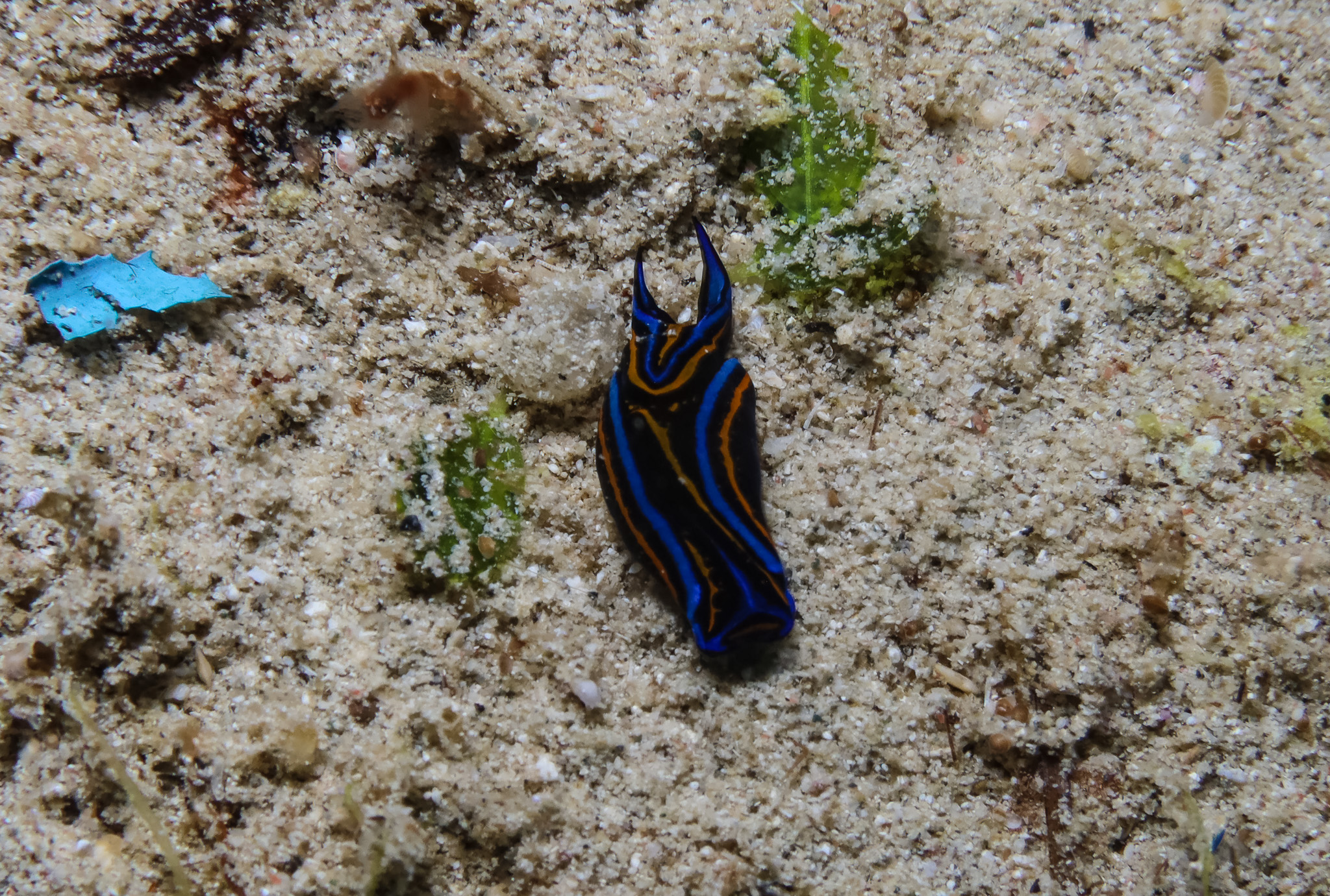 Swallowtail Headshield Slug