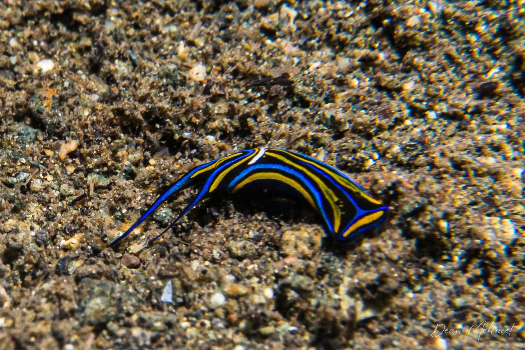 Swallowtail Headshield Slug