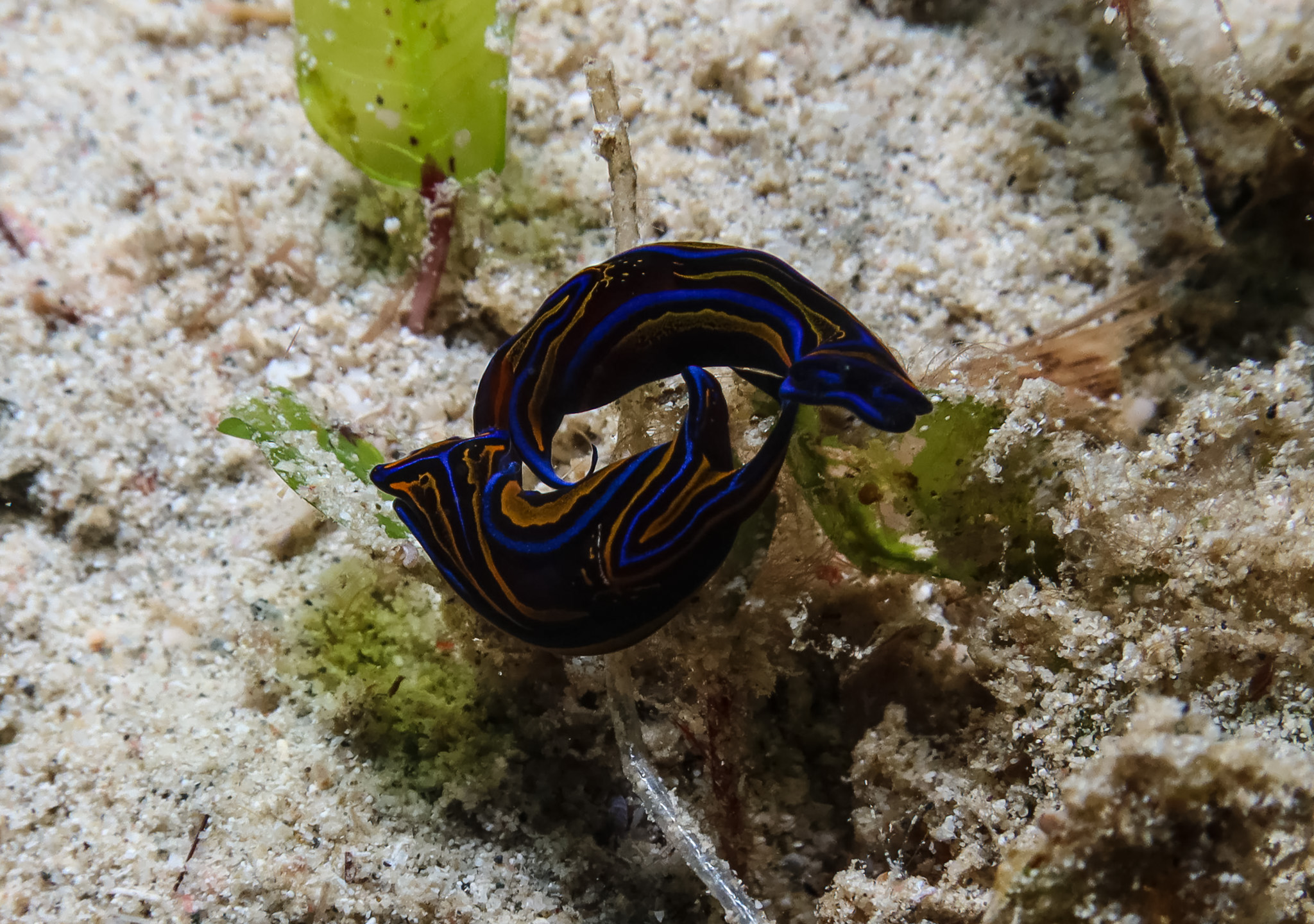 Swallowtail Headshield Slug
