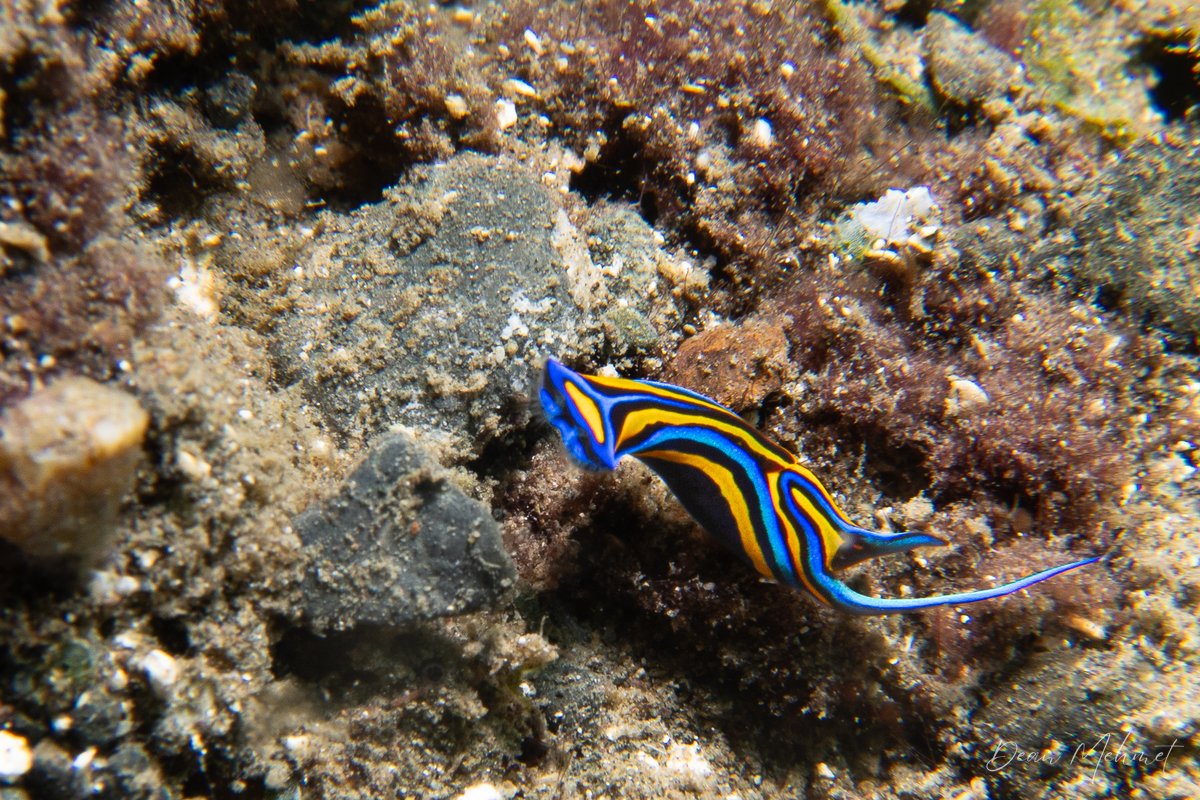Swallowtail Headshield Slug hero image