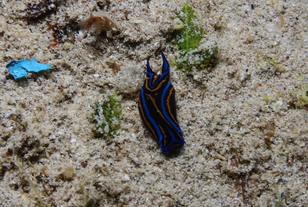 Swallowtail Headshield Slug - Puerto Galera - 9 June 2025 - Dive 0