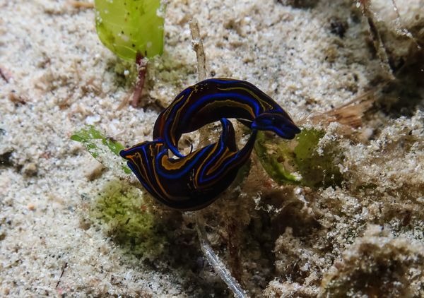 Swallowtail Headshield Slug - Puerto Galera - 9 June 2025 - Dive 0