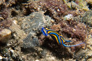 Swallowtail Headshield Slug