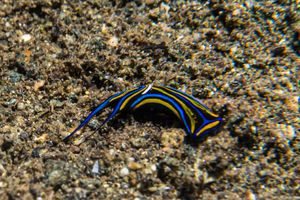 Swallowtail Headshield Slug