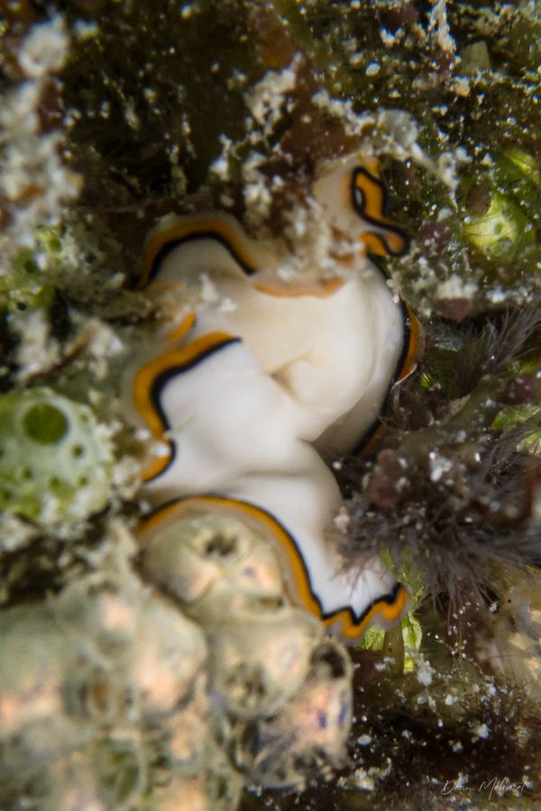 Chelidonura pallida