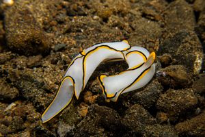 Chelidonura pallida