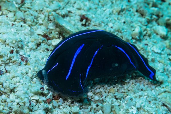 Blue Velvet Headshield Slug