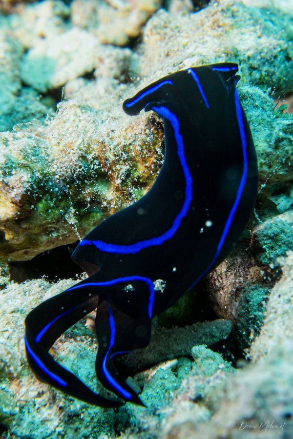 Blue Velvet Headshield Slug