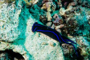 Blue Velvet Headshield Slug