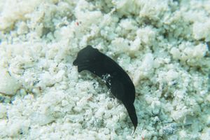 Mariaglaja tsurugensis