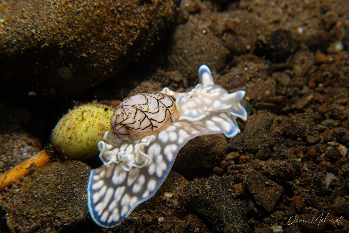Micromelo scriptus