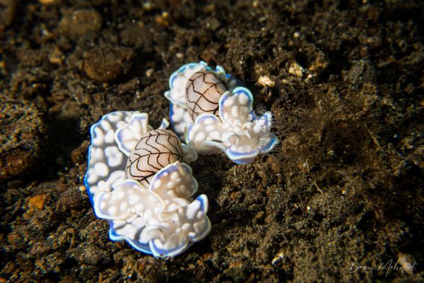 Micromelo scriptus
