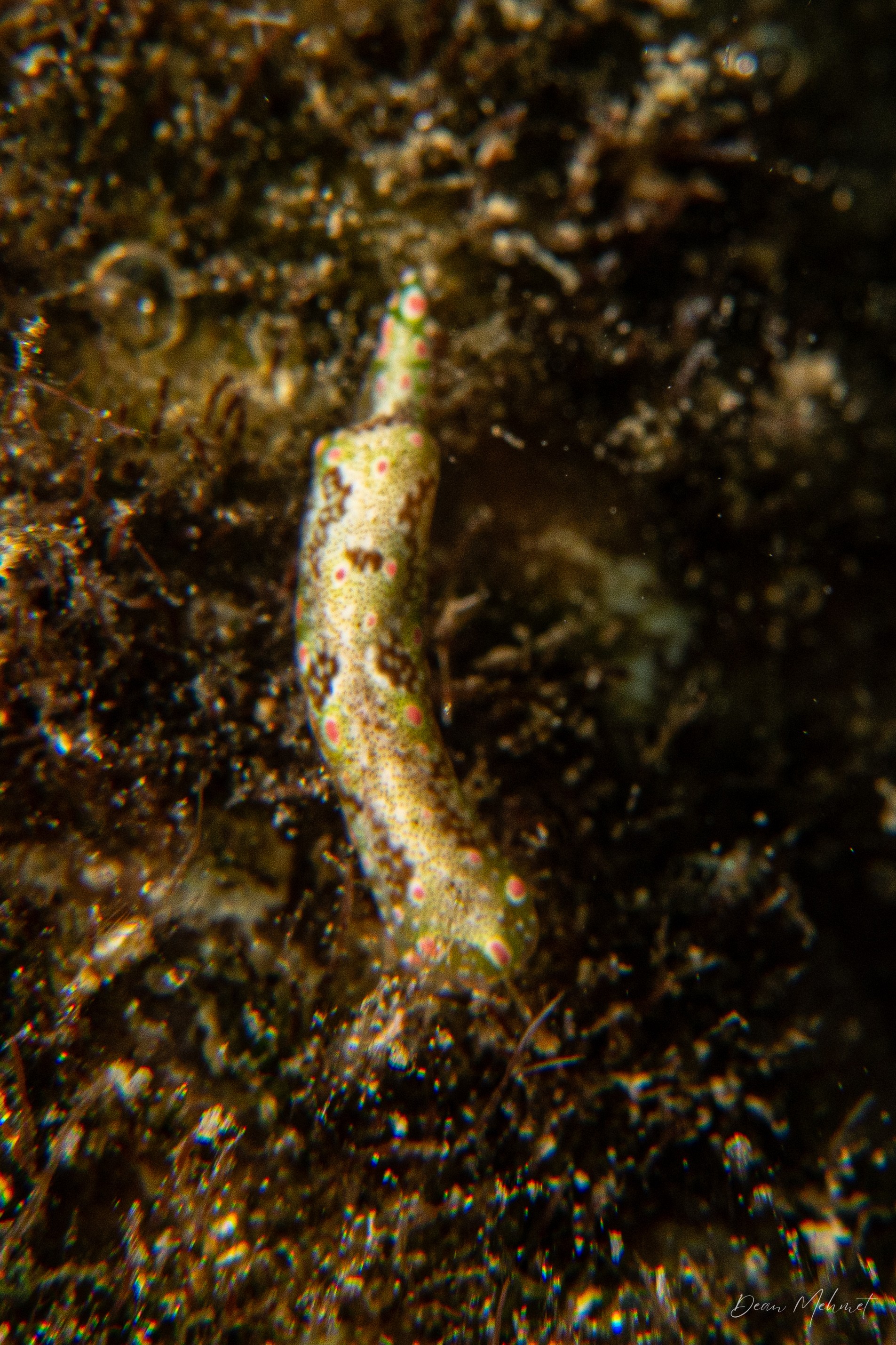 Odontoglaja guamensis