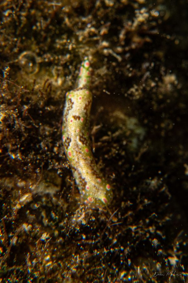Odontoglaja guamensis