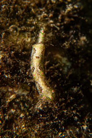 Odontoglaja guamensis