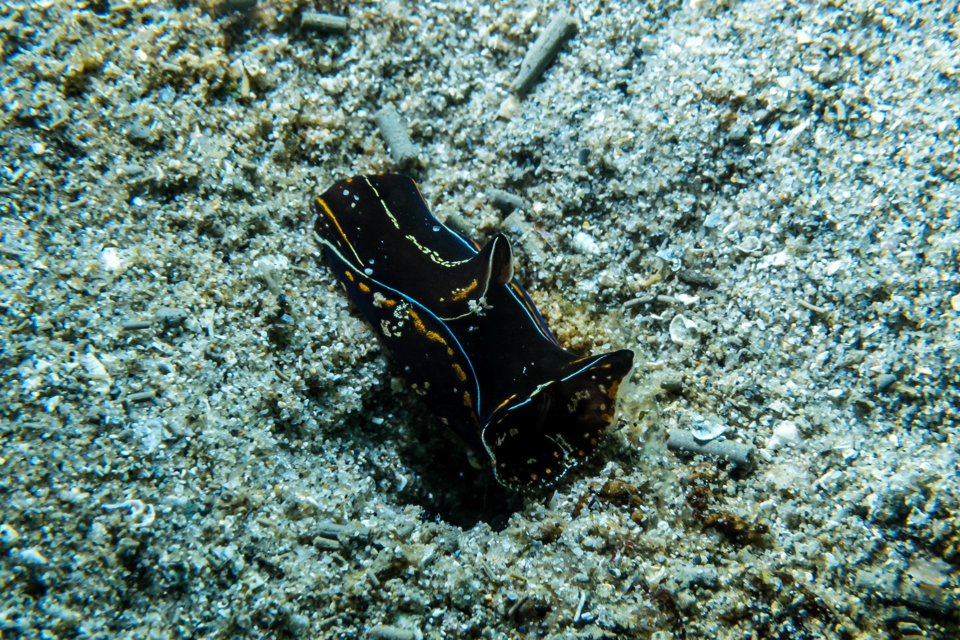 Blue-margin Headshield Slug