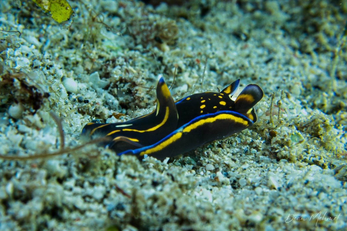Blue-margin Headshield Slug hero image